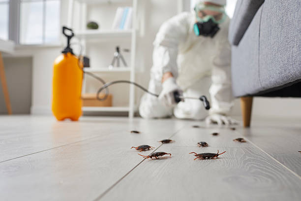 Post-Treatment Bed Bug Interceptor Monitoring in Newport